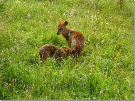 pudu