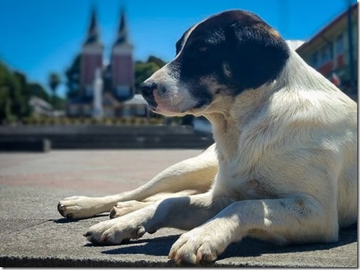 tenencia responsable de mascotas panguipulli