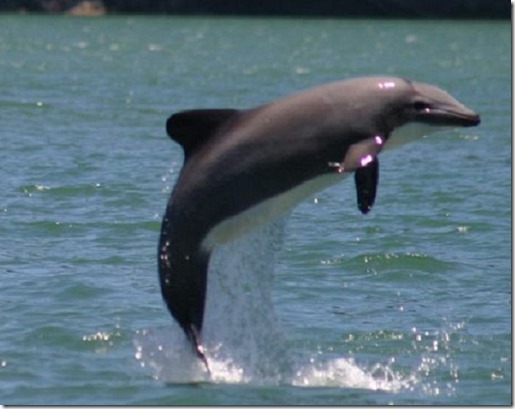 delfin-chileno-fotografia-francisco-viddi
