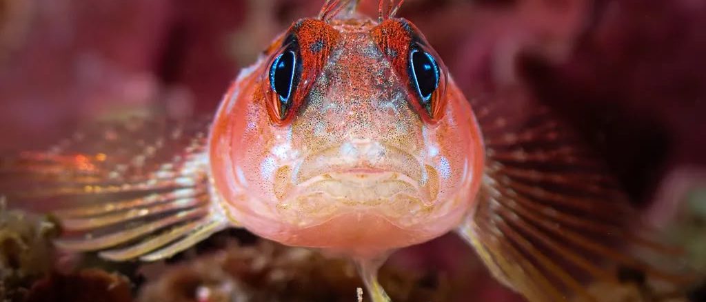 Fotografía submarina mostrando la rica biodiversidad de un ecosistema acuático chileno, con peces de colores y corales, representando la temática del concurso Ojo de Pez 2026.