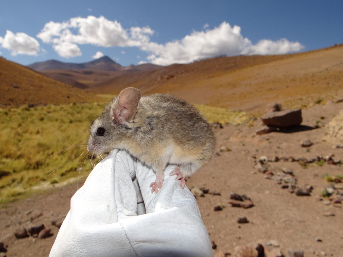 Ratón de orejas de hoja andino (Phyllotis vaccarum) en su hábitat de alta montaña en la Cordillera de los Andes.