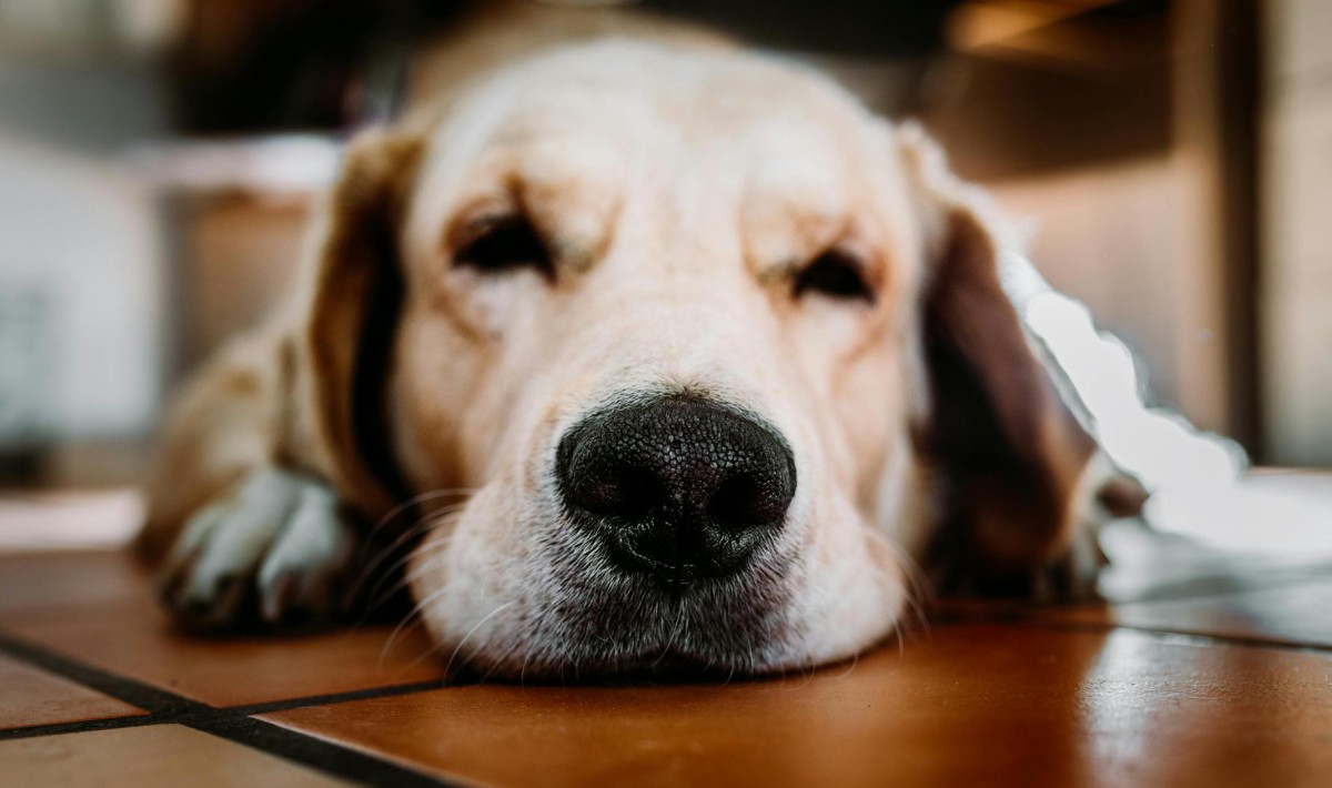 Perro abrigado descansando en un hogar acogedor durante el invierno.