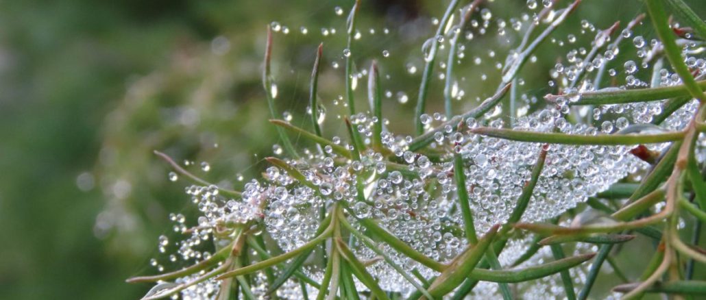 Fotografías del Jardín Botánico UACh en otoño, exhibidas en la Cámara de Comercio Detallista de Valdivia.