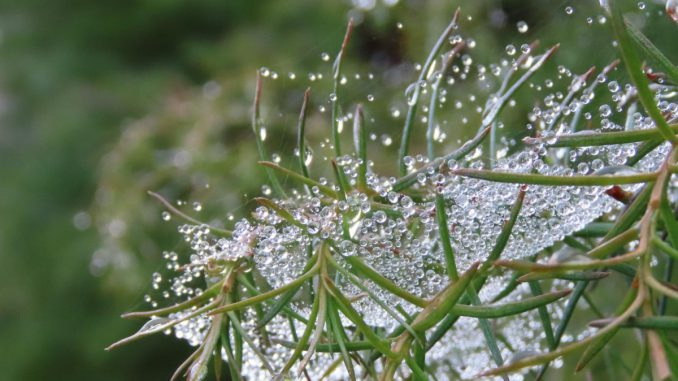 Fotografías del Jardín Botánico UACh en otoño, exhibidas en la Cámara de Comercio Detallista de Valdivia.
