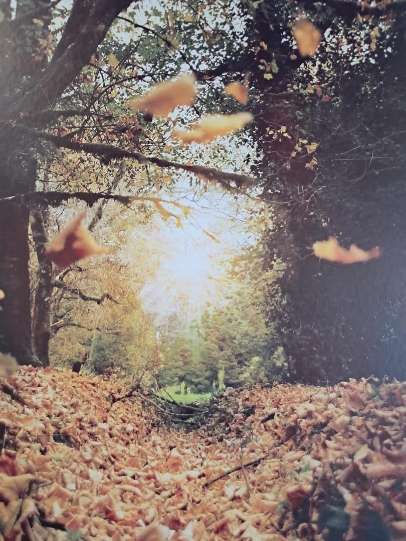 Jóvenes fotógrafos exhiben sus obras premiadas en el concurso 'El Jardín Botánico en Otoño' en Valdivia.