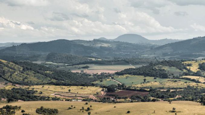 Cultivos saludables en un campo chileno mejorado con técnicas de nutrición natural y regeneración de suelo