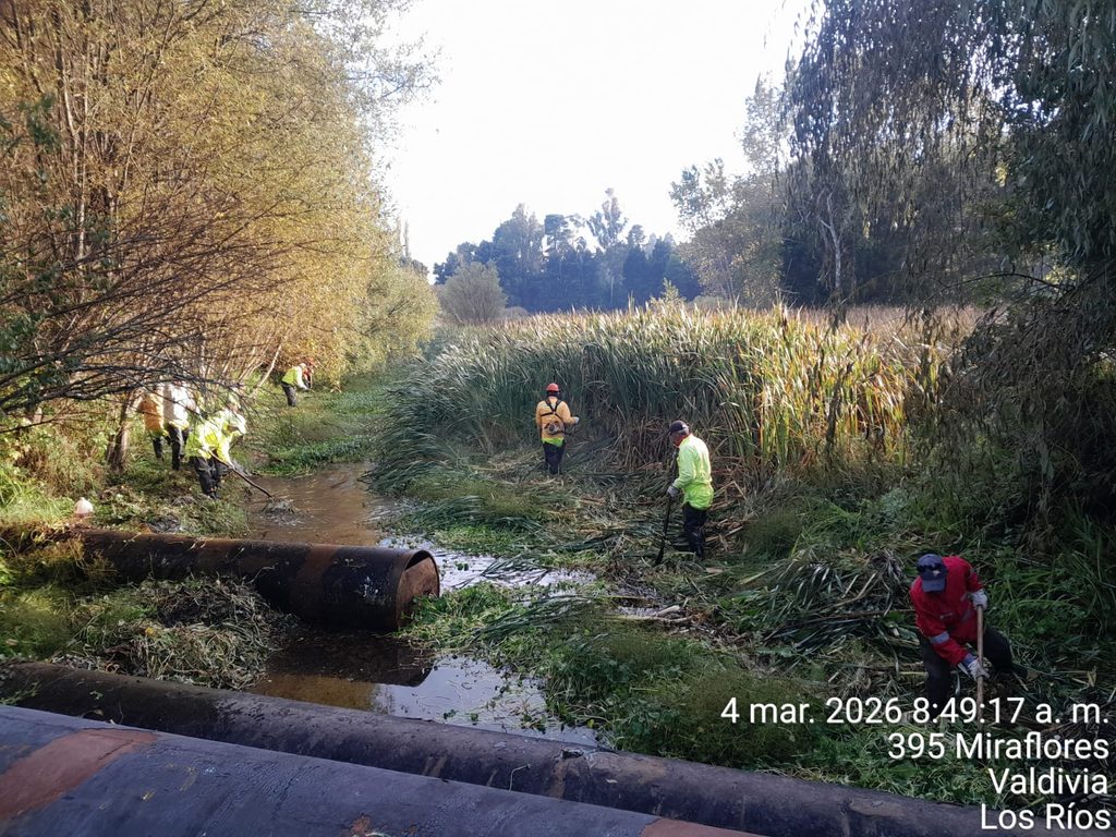 Equipos municipales de Valdivia realizando labores de limpieza y drenaje durante un temporal de lluvias.
