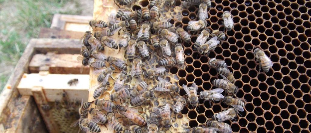 Colmena de abejas durante una jornada lluviosa en el sur de Chile