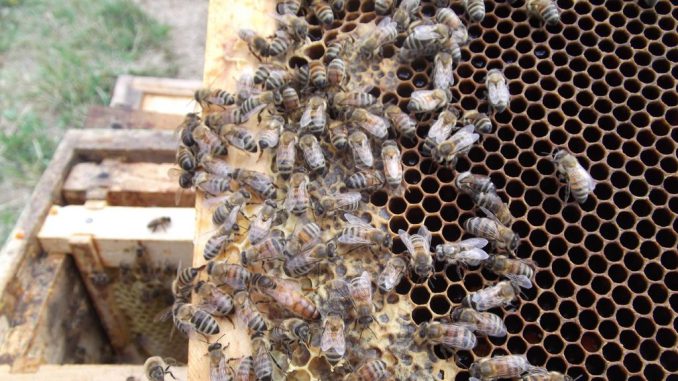 Colmena de abejas durante una jornada lluviosa en el sur de Chile