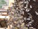 Colmena de abejas durante una jornada lluviosa en el sur de Chile