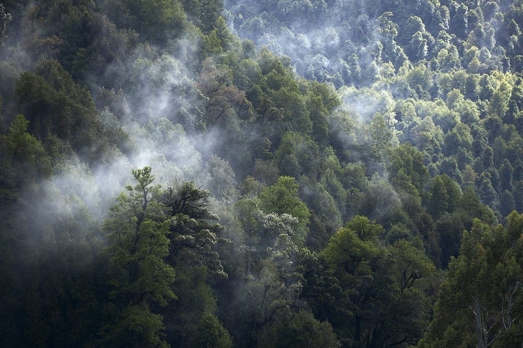 Reserva Llancahue en Valdivia rodeada de bosque nativo esencial para la captación de agua
