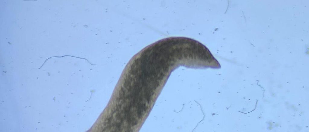 Planaria de agua dulce sobre una roca mostrando su estructura biológica