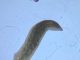 Planaria de agua dulce sobre una roca mostrando su estructura biológica