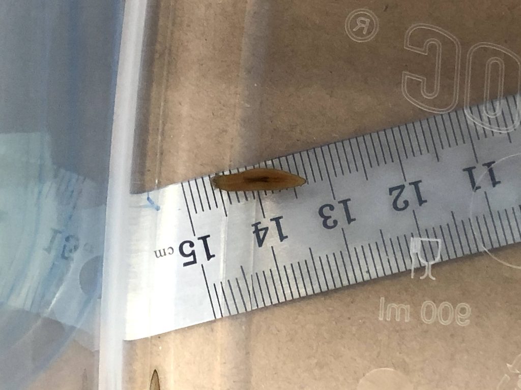 Planaria de agua dulce sobre una roca mostrando su estructura biológica