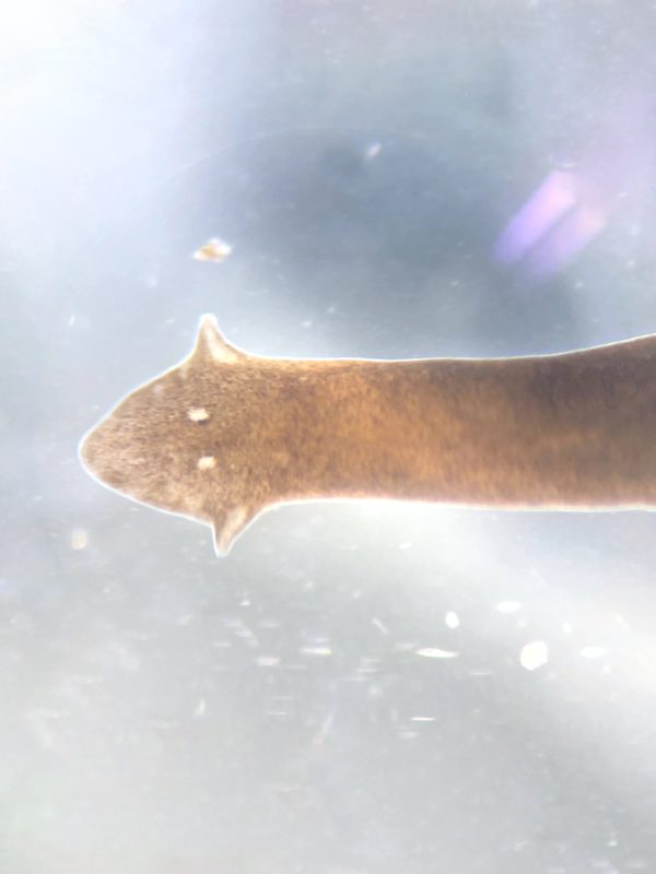 Planaria de agua dulce sobre una roca mostrando su estructura biológica