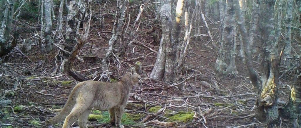 Un ejemplar de puma chileno caminando en un entorno natural montañoso