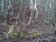 Un ejemplar de puma chileno caminando en un entorno natural montañoso