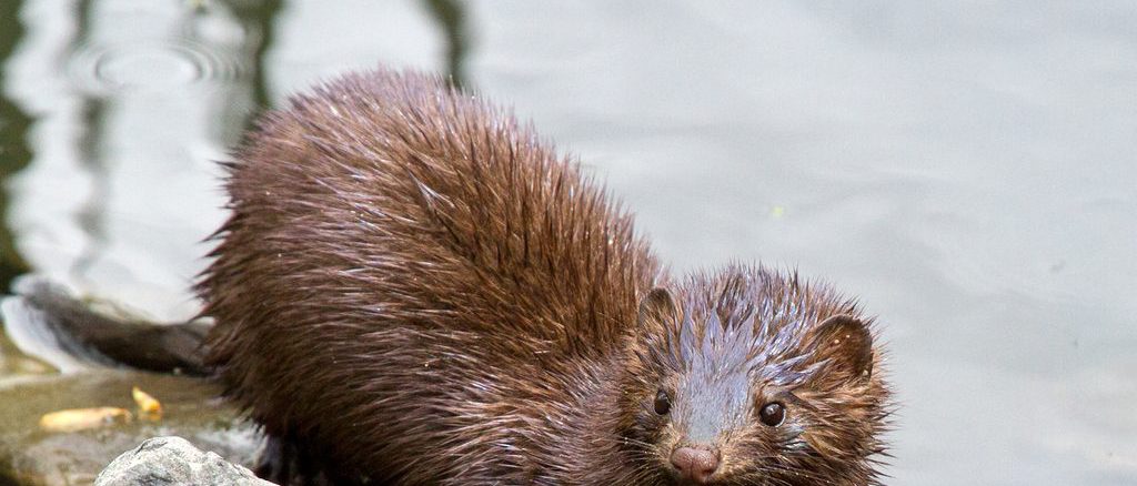 El Dr. Felipe Hernández analizando el impacto de mamíferos invasores en la biodiversidad de los bosques valdivianos.