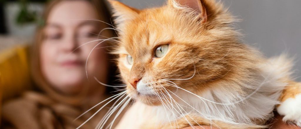 Gato doméstico descansando en un hogar chileno bajo cuidados responsables