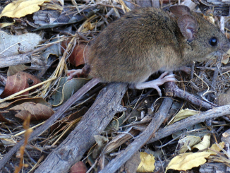 Personal de salud realizando medidas de prevención contra el hantavirus en zona rural.
