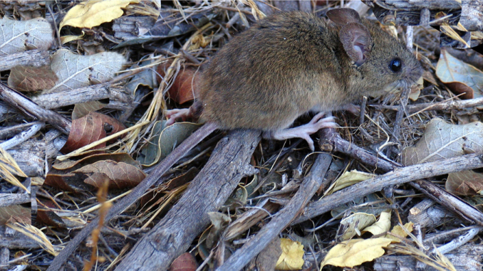 Personal de salud realizando medidas de prevención contra el hantavirus en zona rural.