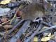 Personal de salud realizando medidas de prevención contra el hantavirus en zona rural.