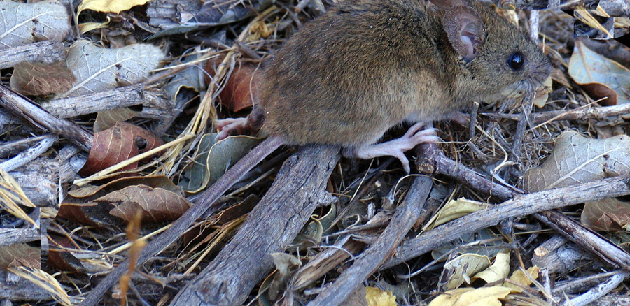 Personal de salud realizando medidas de prevención contra el hantavirus en zona rural.