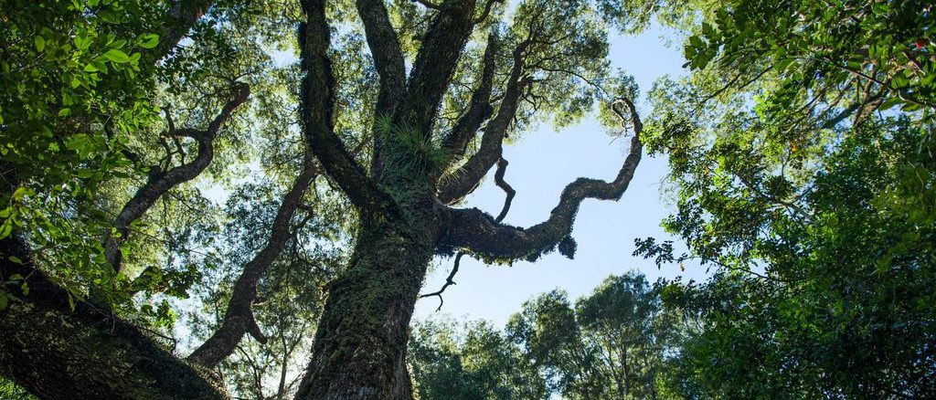 Camión incautado por la PDI tras procedimiento de robo de madera en el Santuario de la Naturaleza Llancahue.
