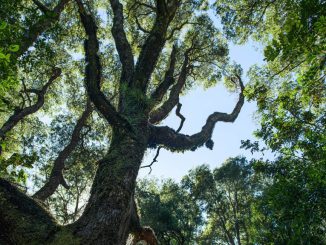 Camión incautado por la PDI tras procedimiento de robo de madera en el Santuario de la Naturaleza Llancahue.