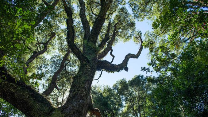 Camión incautado por la PDI tras procedimiento de robo de madera en el Santuario de la Naturaleza Llancahue.