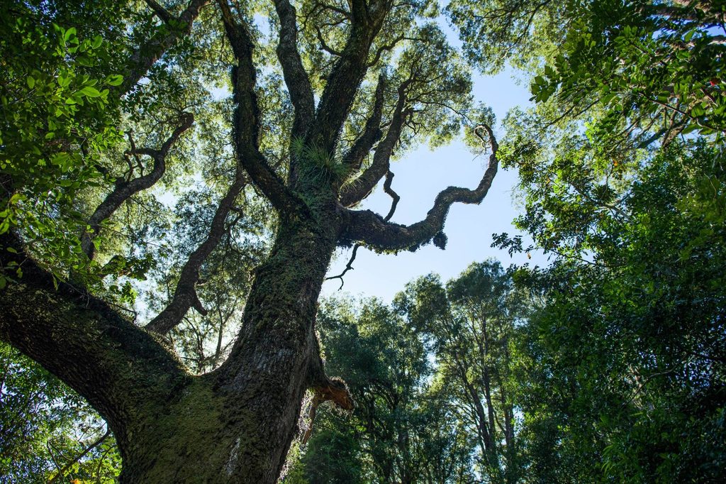 Paisaje natural del Santuario Llancahue en Valdivia con bosque nativo y recursos hídricos