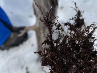 Investigadores analizando muestras de levadura silvestre en los bosques patagónicos