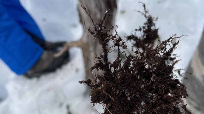 Investigadores analizando muestras de levadura silvestre en los bosques patagónicos
