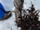 Investigadores analizando muestras de levadura silvestre en los bosques patagónicos