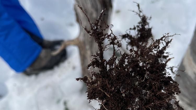 Investigadores analizando muestras de levadura silvestre en los bosques patagónicos