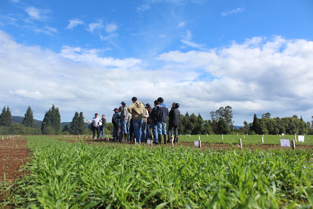 Agricultores y autoridades participando en la jornada de ensayos de variedades de cebada en la Universidad Austral de Chile.